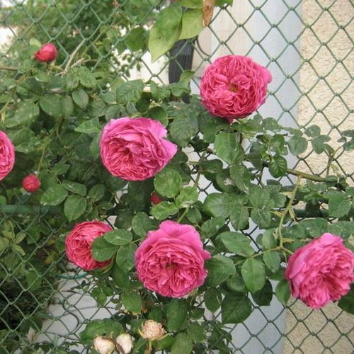 Ciemnokarmazynowy, z ciemnoróżowym na odwrocie - Róże pienne - z kwiatami róży angielskiej - korona równomiernie ukształtowana